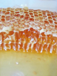 Méhpempő 